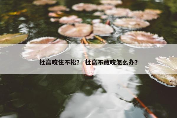 杜高咬住不松？ 杜高不敢咬怎么办？