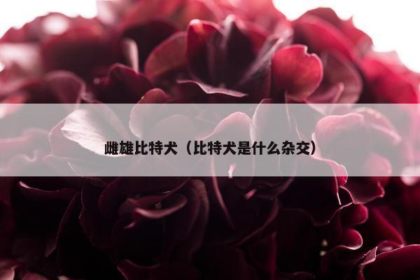 雌雄比特犬（比特犬是什么杂交）