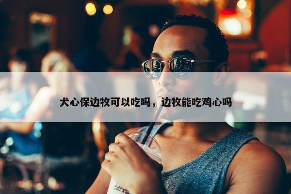 犬心保边牧可以吃吗，边牧能吃鸡心吗