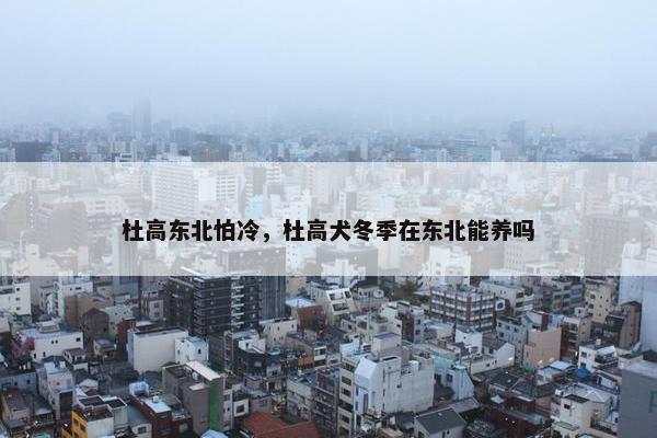 杜高东北怕冷，杜高犬冬季在东北能养吗