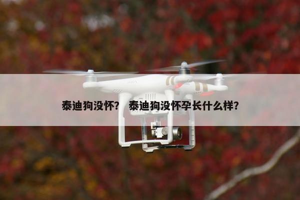 泰迪狗没怀？ 泰迪狗没怀孕长什么样？
