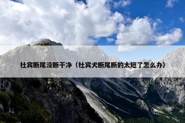 杜宾断尾没断干净（杜宾犬断尾断的太短了怎么办）