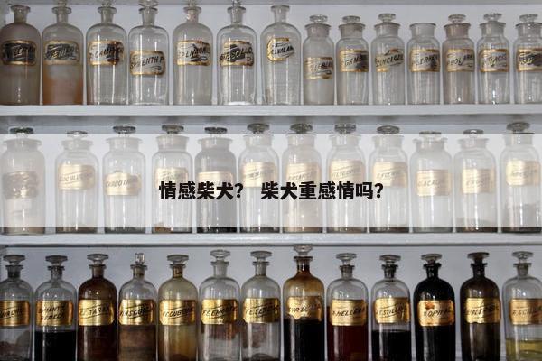 情感柴犬？ 柴犬重感情吗？