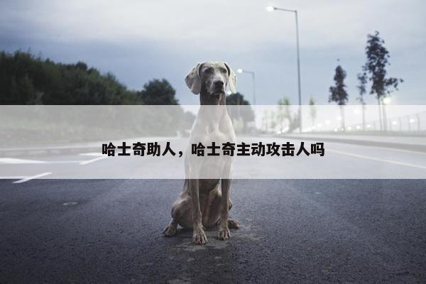 哈士奇助人，哈士奇主动攻击人吗