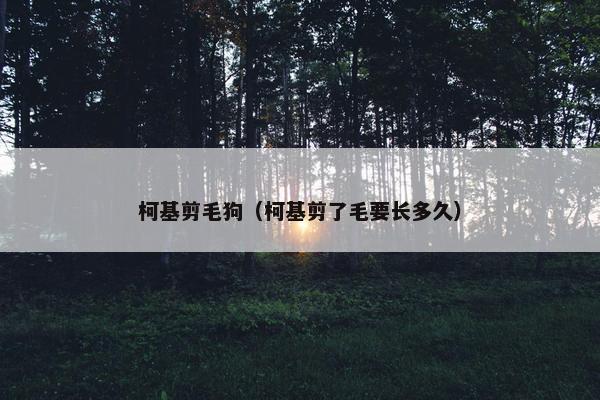 柯基剪毛狗（柯基剪了毛要长多久）
