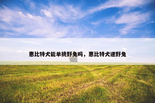 惠比特犬能单挑野兔吗，惠比特犬逮野兔