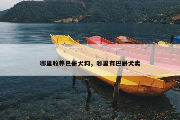 哪里收养巴哥犬狗，哪里有巴哥犬卖