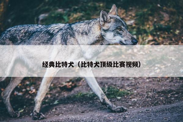 经典比特犬（比特犬顶级比赛视频）