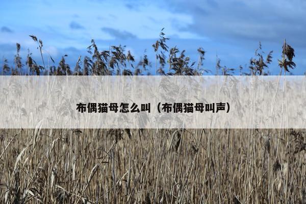 布偶猫 第19页