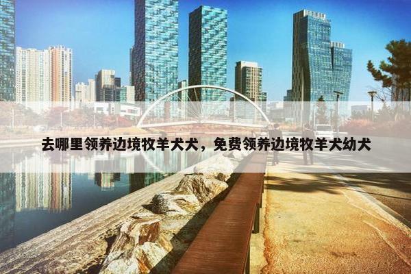 去哪里领养边境牧羊犬犬，免费领养边境牧羊犬幼犬