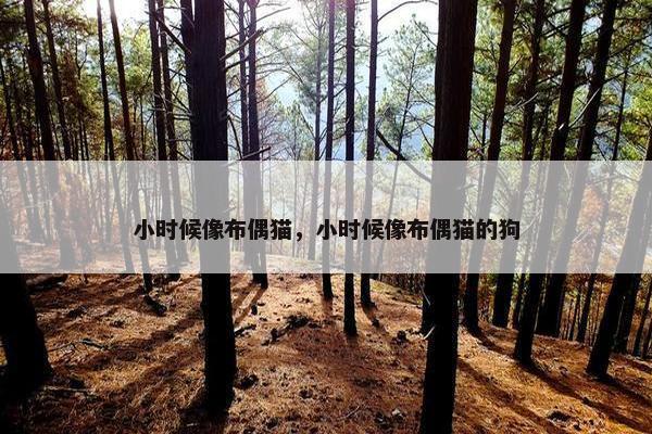 小时候像布偶猫，小时候像布偶猫的狗
