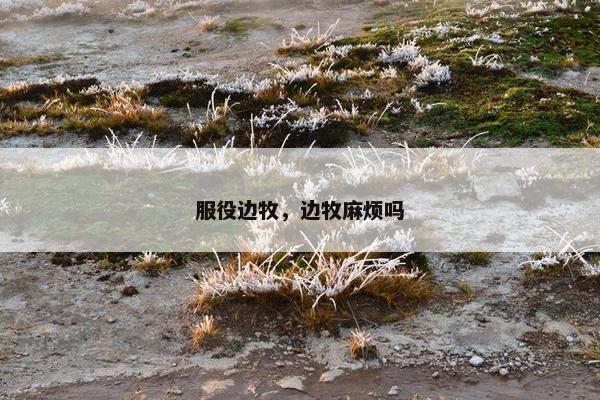 服役边牧，边牧麻烦吗