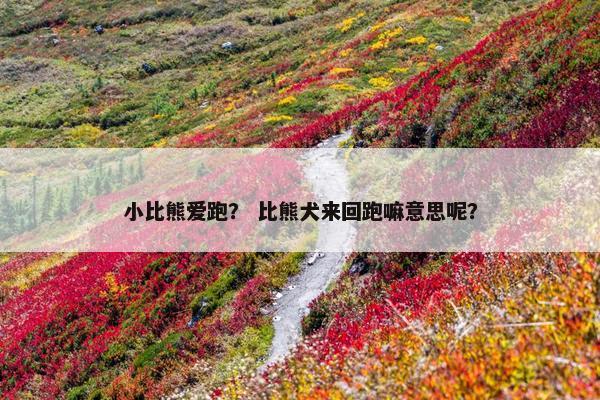 小比熊爱跑？ 比熊犬来回跑嘛意思呢？