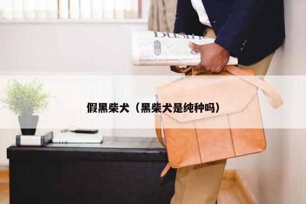 假黑柴犬（黑柴犬是纯种吗）