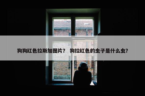 狗狗红色拉斯加图片？ 狗拉红色的虫子是什么虫？