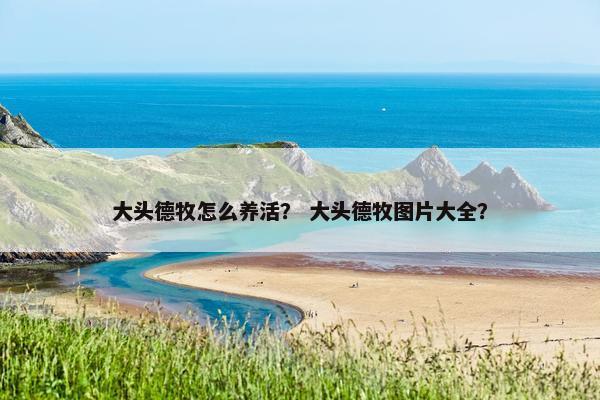 大头德牧怎么养活？ 大头德牧图片大全？