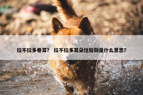 拉不拉多卷耳？ 拉不拉多耳朵往后倒是什么意思？