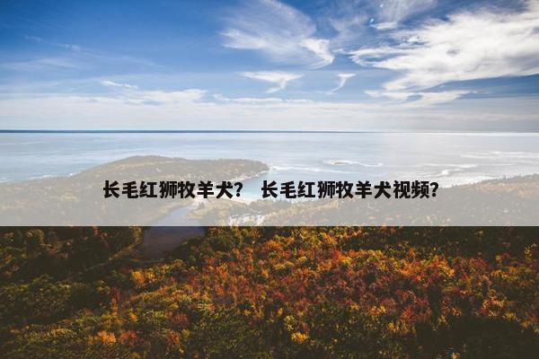 长毛红狮牧羊犬？ 长毛红狮牧羊犬视频？