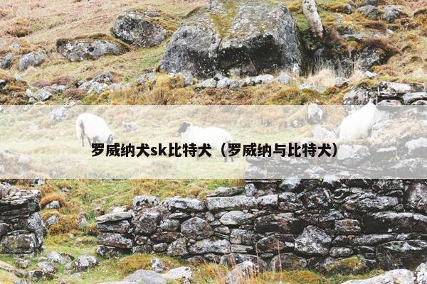 罗威纳犬sk比特犬（罗威纳与比特犬）