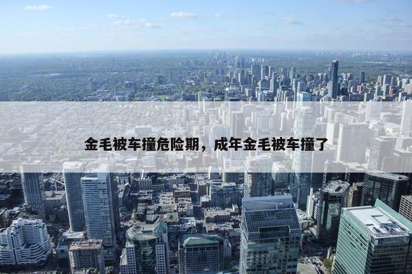 金毛被车撞危险期，成年金毛被车撞了