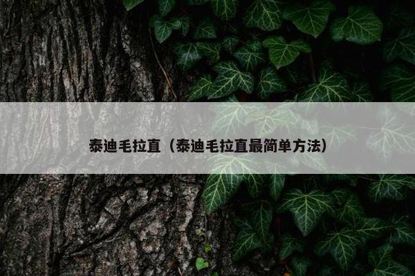 泰迪毛拉直（泰迪毛拉直最简单方法）