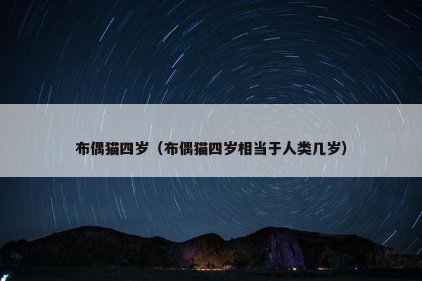 布偶猫四岁（布偶猫四岁相当于人类几岁）