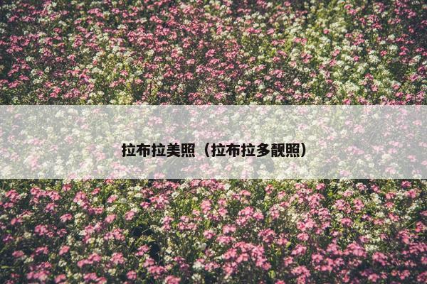 拉布拉美照（拉布拉多靓照）