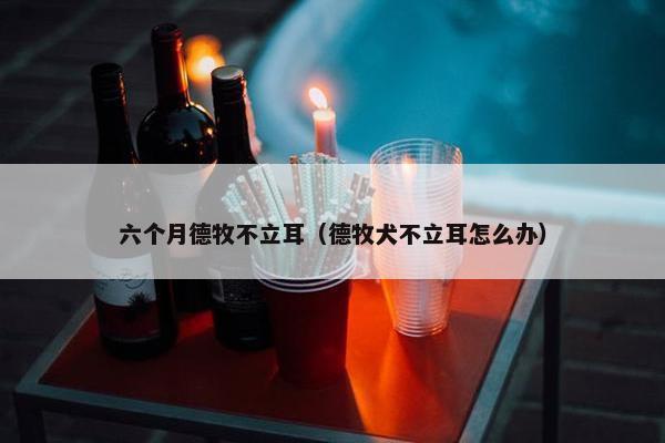 六个月德牧不立耳（德牧犬不立耳怎么办）