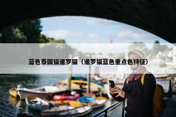 蓝色泰国猫暹罗猫（暹罗猫蓝色重点色特征）