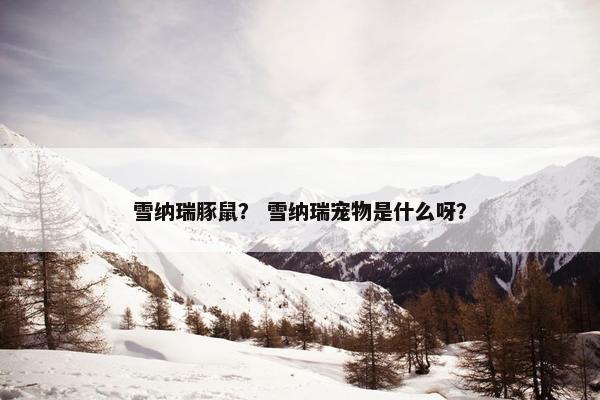 雪纳瑞豚鼠？ 雪纳瑞宠物是什么呀？
