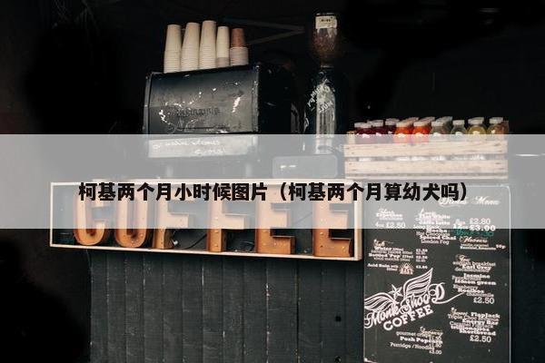 柯基两个月小时候图片（柯基两个月算幼犬吗）