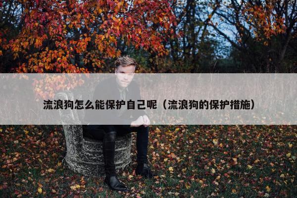 流浪狗怎么能保护自己呢（流浪狗的保护措施）