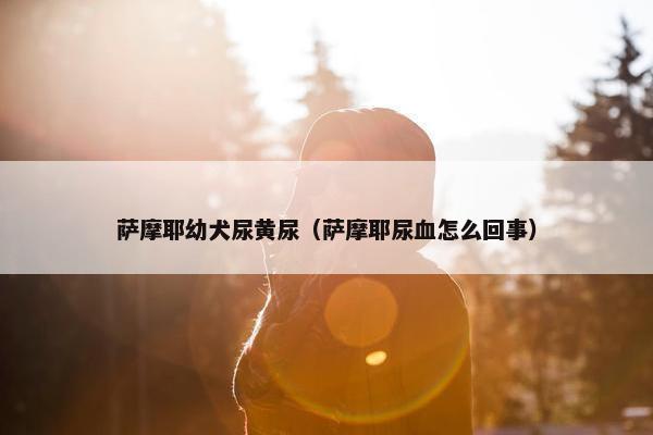 萨摩耶幼犬尿黄尿（萨摩耶尿血怎么回事）