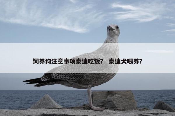 饲养狗注意事项泰迪吃饭？ 泰迪犬喂养？