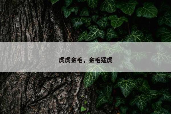 虎虎金毛，金毛猛虎