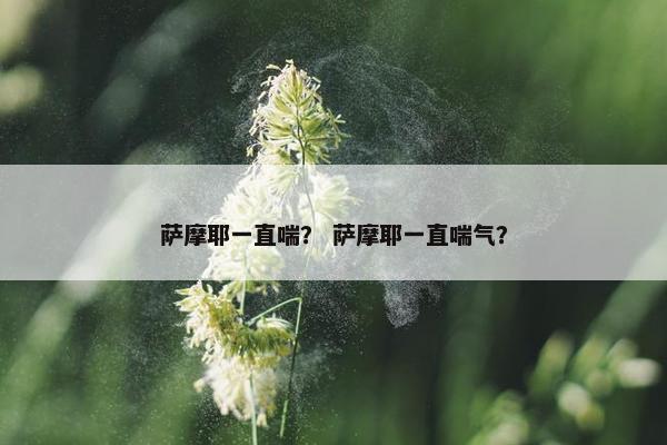 萨摩耶一直喘？ 萨摩耶一直喘气？