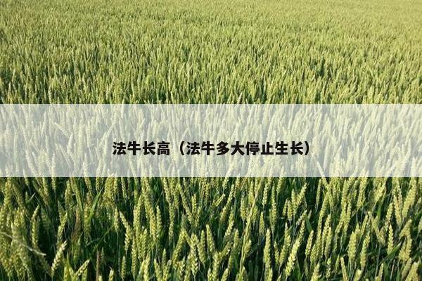 法牛长高（法牛多大停止生长）