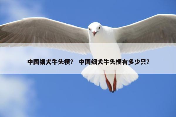 中国细犬牛头梗？ 中国细犬牛头梗有多少只？