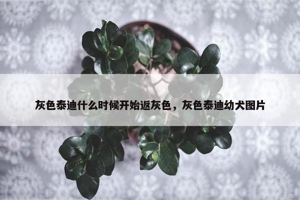 灰色泰迪什么时候开始返灰色，灰色泰迪幼犬图片