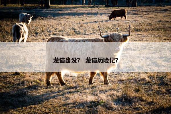 龙猫出没？ 龙猫历险记？