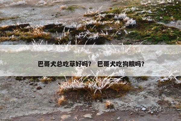 巴哥犬总吃草好吗？ 巴哥犬吃狗粮吗？