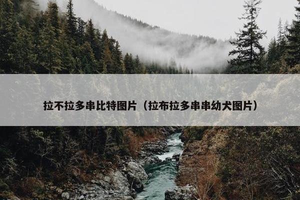 拉不拉多串比特图片（拉布拉多串串幼犬图片）