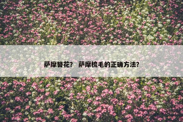 萨摩簪花？ 萨摩梳毛的正确方法？