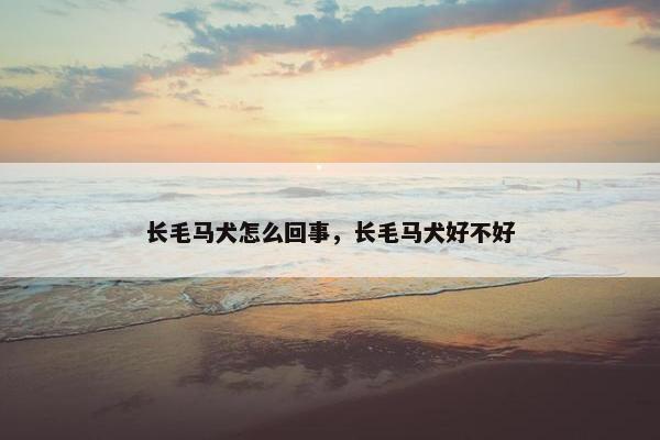 长毛马犬怎么回事，长毛马犬好不好