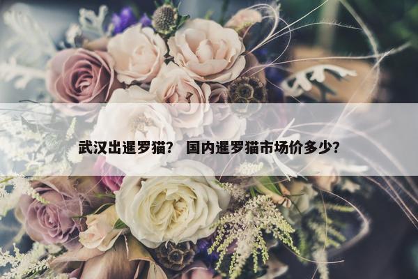 武汉出暹罗猫？ 国内暹罗猫市场价多少？