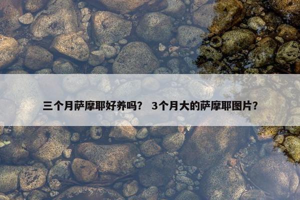 三个月萨摩耶好养吗？ 3个月大的萨摩耶图片？