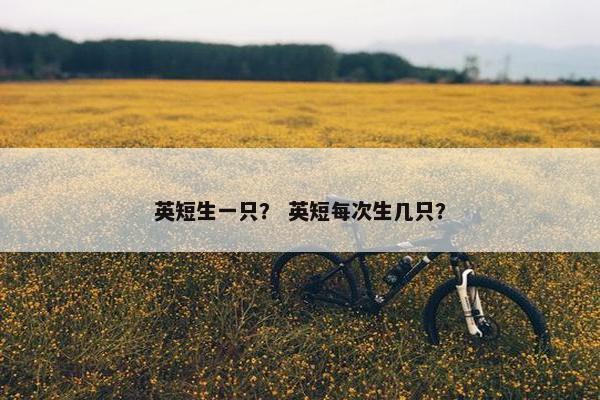 英短生一只？ 英短每次生几只？