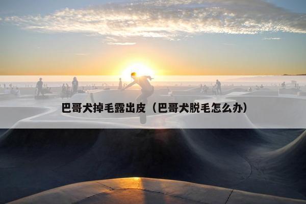 巴哥犬掉毛露出皮（巴哥犬脱毛怎么办）