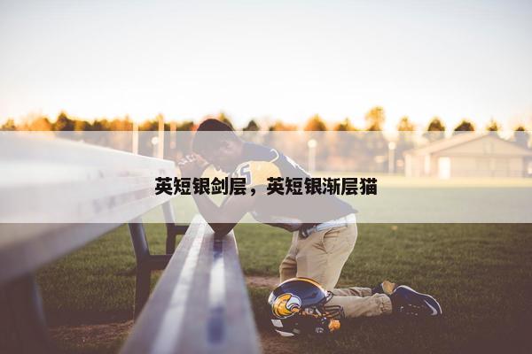 英短银剑层，英短银渐层猫