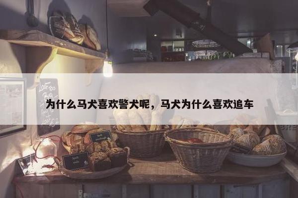 为什么马犬喜欢警犬呢，马犬为什么喜欢追车